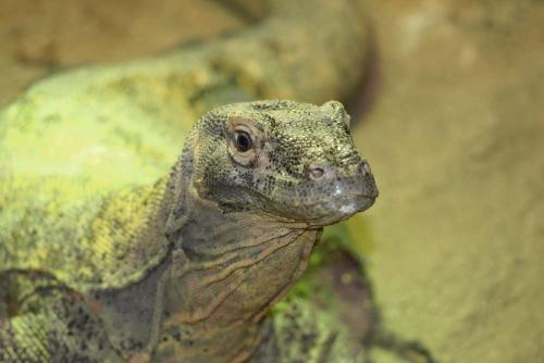 Fotografia de gelat - Galeria Fotografica: Total Zoo - Foto:  Dragon De Komodo