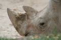 Fotos de Ximena Torres -  Foto: Paisajes - Rinoceronte