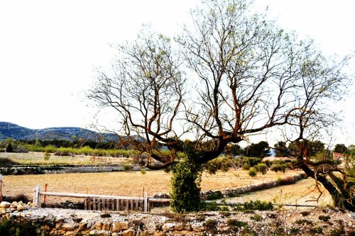 Fotografia de Tumorcita - Galeria Fotografica: Largos paseos. - Foto: 