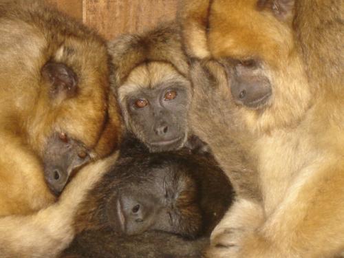 Fotografia de yna - Galeria Fotografica: Natural World - Foto: la amista es la misma para todos