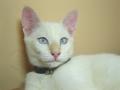 Fotos de yna -  Foto: Natural World - mi heroso gatito ulises