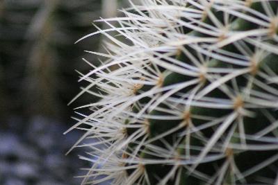 Fotografia de Ull - Galeria Fotografica: especies - Foto: Cactus Expo flors Girona