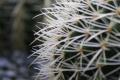 Fotos de Ull -  Foto: especies - Cactus Expo flors Girona
