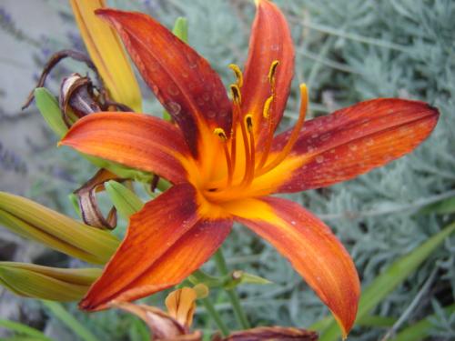 Fotografia de yna - Galeria Fotografica: Natural World - Foto: naranja