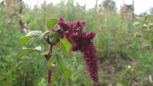 Fotografia de santiago esber - Galeria Fotografica: paz en la vida - Foto: 