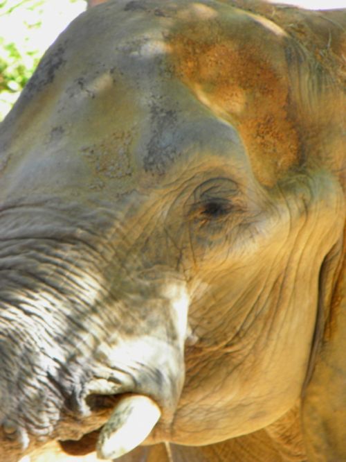 Fotografia de Jordi Mateu - Galeria Fotografica: ELEFANTES AFRICANOS - Foto: Elefante Africano 10