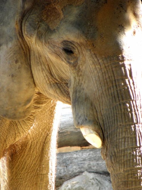Fotografia de Jordi Mateu - Galeria Fotografica: ELEFANTES AFRICANOS - Foto: Elefante Africano 8