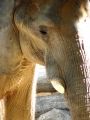 Fotos de Jordi Mateu -  Foto: ELEFANTES AFRICANOS - Elefante Africano 8