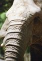 Fotos de Jordi Mateu -  Foto: ELEFANTES AFRICANOS - Elefante Africano 7