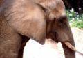 Fotos de Jordi Mateu -  Foto: ELEFANTES AFRICANOS - Elefante Africano 6
