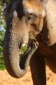 Fotos de Jordi Mateu -  Foto: ELEFANTES AFRICANOS - Elefante Africano 5