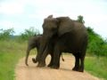Fotos de Jordi Mateu -  Foto: ELEFANTES AFRICANOS - Elefante Africano 4