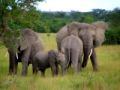 Fotos de Jordi Mateu -  Foto: ELEFANTES AFRICANOS - Elefante Africano 3