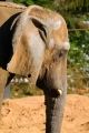 Fotos de Jordi Mateu -  Foto: ELEFANTES AFRICANOS - Elefante Africano 2