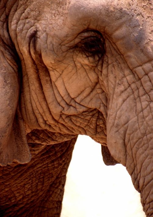 Fotografia de Jordi Mateu - Galeria Fotografica: ELEFANTES AFRICANOS - Foto: Elefante Africano 1