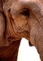 Fotos de Jordi Mateu -  Foto: ELEFANTES AFRICANOS - Elefante Africano 1