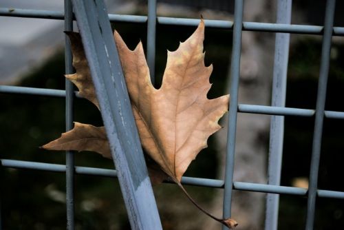 Fotografia de Nerea Calvo Polo - Galeria Fotografica: fro - Foto: 