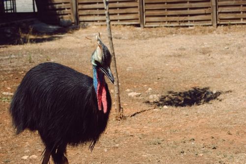 Fotografia de Nerea Calvo Polo - Galeria Fotografica: Animals. - Foto: 