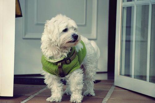 Fotografia de Nerea Calvo Polo - Galeria Fotografica: Animals. - Foto: 