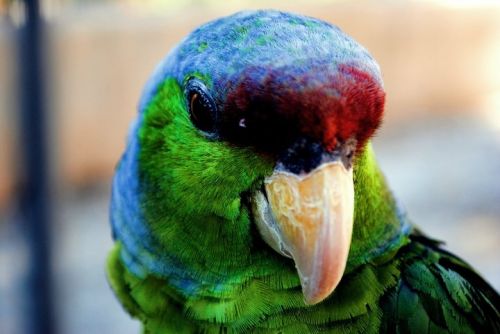 Fotografia de Nerea Calvo Polo - Galeria Fotografica: Animals. - Foto: 