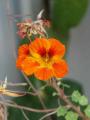 Fotos de Fotoservi -  Foto: Flores de mi jardn - 