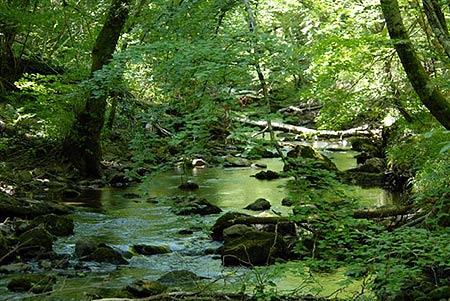 Fotografia de Ruben Perez Llarena - Galeria Fotografica: Naturaleza - Foto: Villabascones