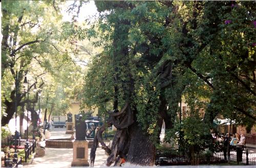 Fotografia de Efrain - Galeria Fotografica: Morelia II - Foto: Jardin de Las Rosas