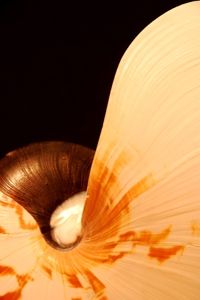 Fotografia de sandok - Galeria Fotografica: caracol - Foto: 