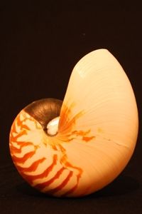 Fotografia de sandok - Galeria Fotografica: caracol - Foto: 