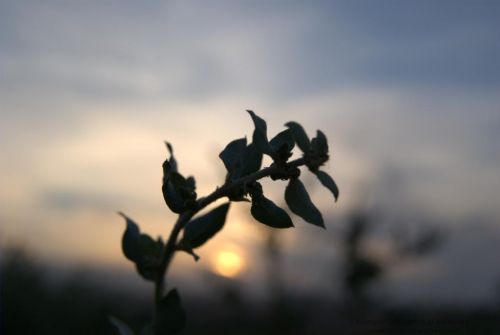 Fotografia de jlcm76 - Galeria Fotografica: NATURALEZA - Foto: A Contraluz 2