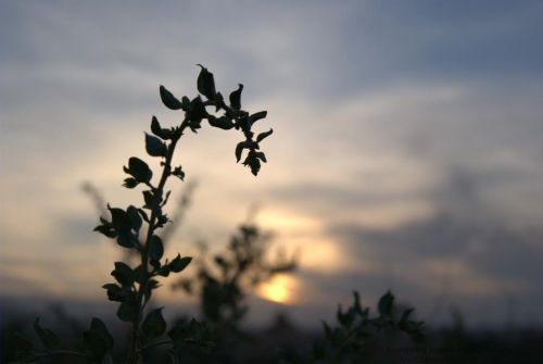 Fotografia de jlcm76 - Galeria Fotografica: NATURALEZA - Foto: A Contraluz 3