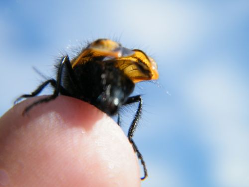 Fotografia de Juan - Galeria Fotografica: insectos y naturaleza - Foto: 