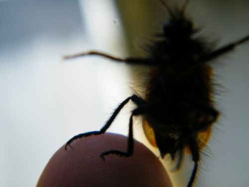 Fotografia de Juan - Galeria Fotografica: insectos y naturaleza - Foto: 