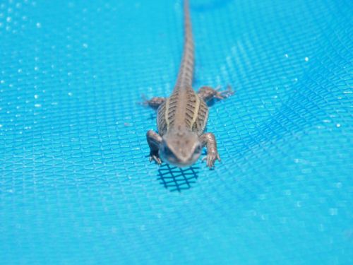 Fotografia de Juan - Galeria Fotografica: insectos y naturaleza - Foto: 