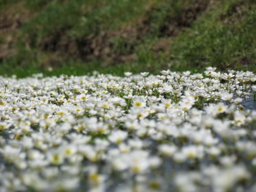 Fotografia de Lina - Galeria Fotografica: Seleccin Angel - Foto: Primaveral paisaje