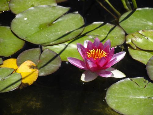 Fotografia de Lina - Galeria Fotografica: Color, reflejos, vida.... - Foto: Nenfar
