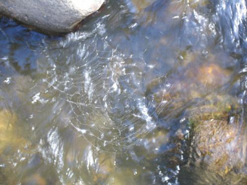 Fotografia de Lina - Galeria Fotografica: Color, reflejos, vida.... - Foto: Tela de Araa