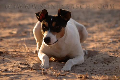 Fotografia de Sonja Rasche - Galeria Fotografica: Perros - Foto: Casando