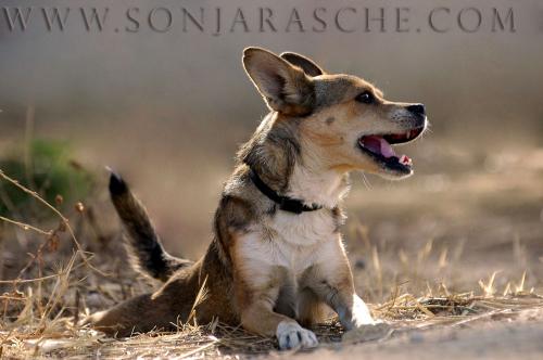 Fotografia de Sonja Rasche - Galeria Fotografica: Perros - Foto: Alegria