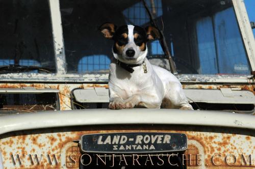 Fotografia de Sonja Rasche - Galeria Fotografica: Perros - Foto: Land Rover