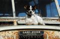 Foto de  Sonja Rasche - Galería: Perros - Fotografía: Land Rover