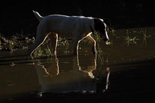 Fotografia de Sonja Rasche - Galeria Fotografica: Perros - Foto: En el agua