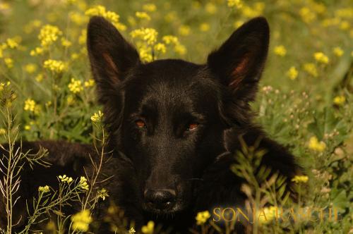 Fotografia de Sonja Rasche - Galeria Fotografica: Perros - Foto: Pastora