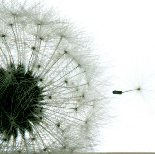 Fotografia de Andrs Camus Parra - Galeria Fotografica: Naturaleza nfima - Foto: El Viaje