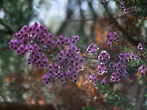 Fotografia de Lemuel - Galeria Fotografica: Mundo Perdido - Foto: Flores de Uces