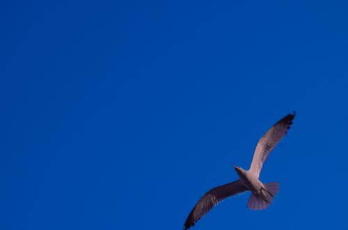 Fotografia de velarde - Galeria Fotografica: macedonia de imagenes - Foto: 	vuela															