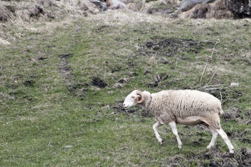 Fotografia de Eduard - Galeria Fotografica: Bachimala - Foto: 