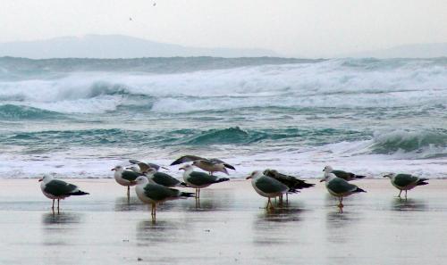 Fotografia de Esther M�guez - Galeria Fotografica: Lo que ven mis ojos - Foto: Gaivotas1