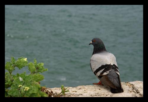 Fotografia de YAR - Galeria Fotografica: Junto al Mar - Foto: Mar.03