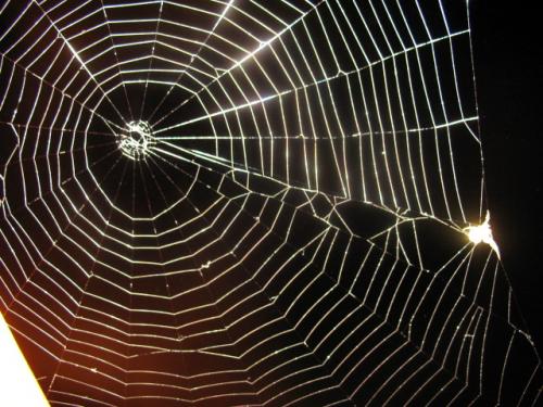 Fotografia de maiisol - Galeria Fotografica: stranger - Foto: spiderwebs